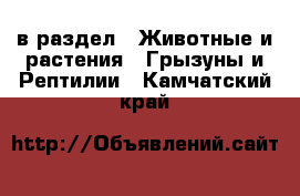  в раздел : Животные и растения » Грызуны и Рептилии . Камчатский край